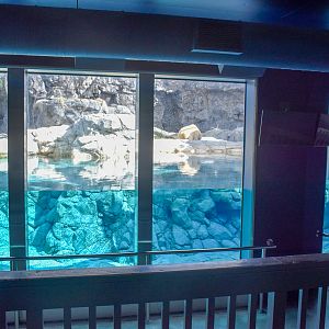 Polar Bear Shores - underwater viewing