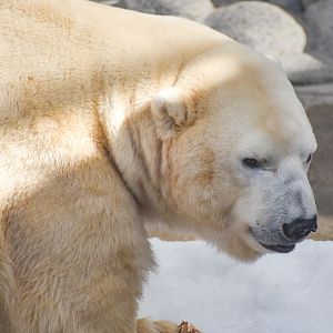 Polar Bear