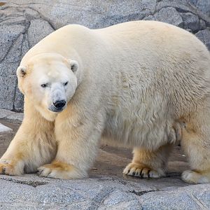 Polar Bear