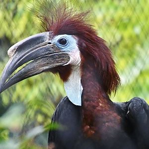 Black-casqued Hornbill (Ceratogymna atrata)