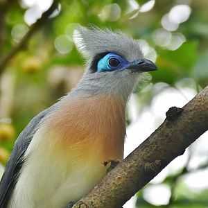 Crested Coua (Coua cristata)