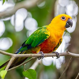 Golden Parakeet or Jandaya parakeet?