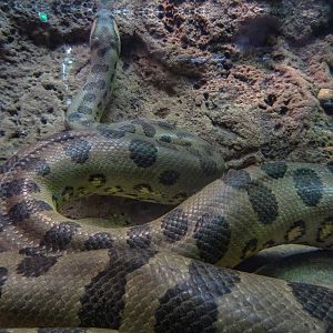 Anaconda