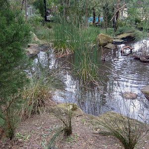 Arid Birds Aviary with Freckled Ducks