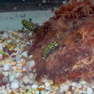 Corroboree Frog