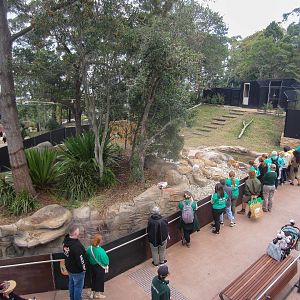 Dingo exhibit
