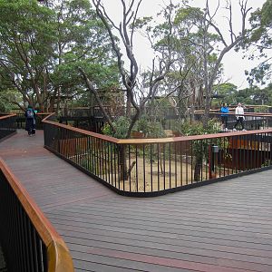 Koala exhibits
