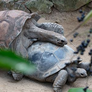 Aldabran Tortoises