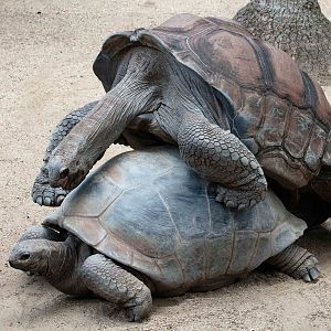 Aldabran Tortoises