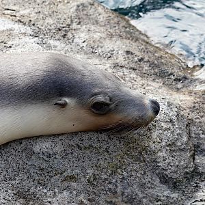 Australian Sea Lion
