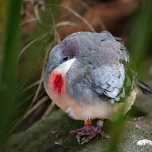 Bleeding Heart Pigeon