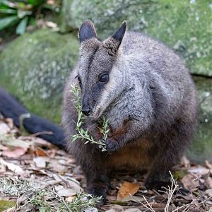 Brush-tailed Rock Wallaby