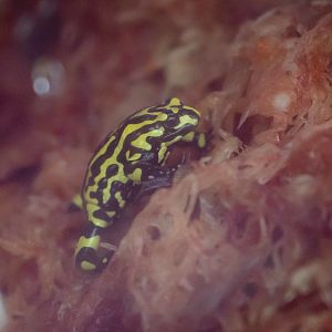 Corroboree Frog