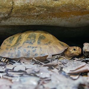 Elongated Tortoises