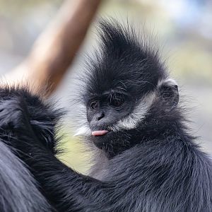 Francois Langur