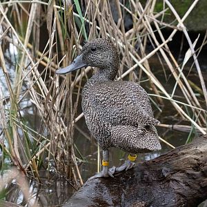 Freckled Duck female
