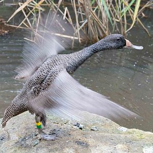 Freckled Duck