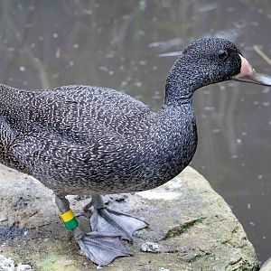 Freckled Duck