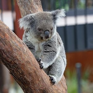 Koala
