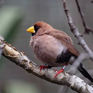 Masked Finch