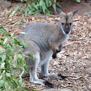 Red-necked Wallaby