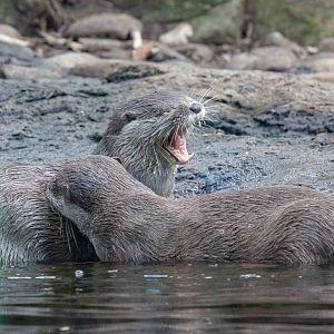 Small-clawed Otters