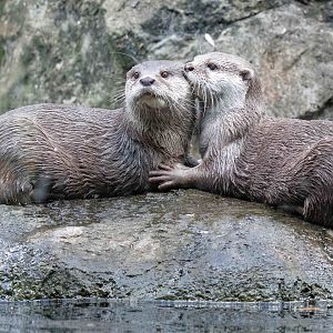 Small-clawed Otters