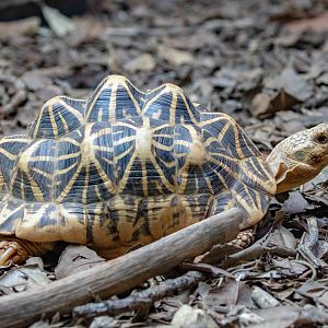 Star Tortoise