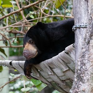 Sun Bear