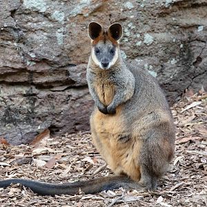 Swamp Wallaby