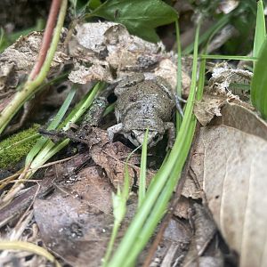 Western Narrow-mouthed Toad