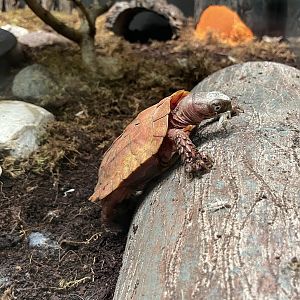 Black-breasted leaf turtle