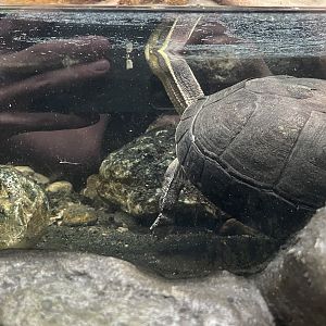 Southeast Asian box turtle