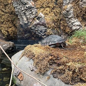 Sulawesi forest turtle