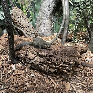 Northern tree shrew