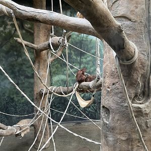 Sumatran orangutans