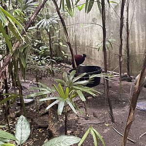 Green-naped pheasant pigeon
