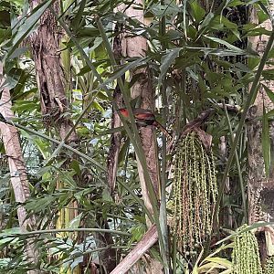 Scarlet-faced liocichla