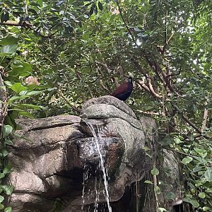Green-naped pheasant pigeon