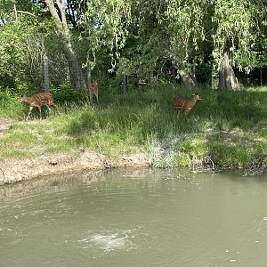 Sitatunga