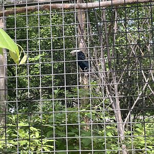 Silvery-cheeked hornbill