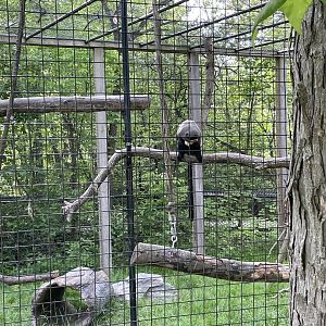 De Brazza’s monkey