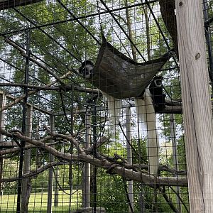 Black and white colobus monkey