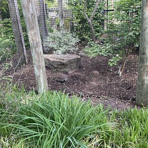 Buff-crested bustard