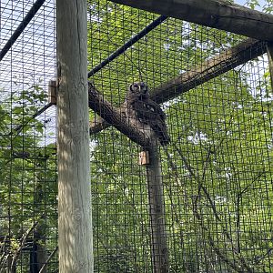 Verreaux’s eagle owl