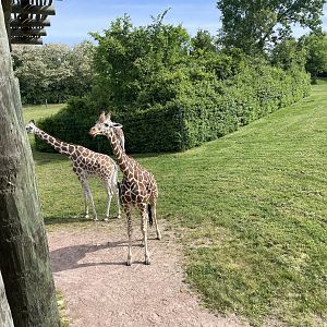 Reticulated giraffes
