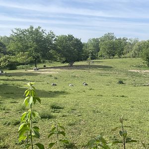 African Veldt overview