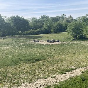 White-bearded wildebeest and plains zebra