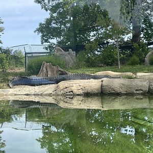 American alligator
