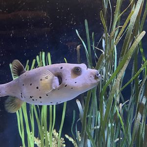 Dogface pufferfish